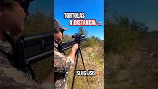 Caza de tortolas a distancia 🎯 Tripode Triopo 🔥 #airgunshooting #airgunshooter #huntinglife
