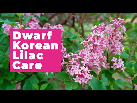 How to care for Dwarf Korean Lilac