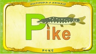 Multipedia Of Animals. Letter P - Pike