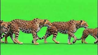 Tiger Green Screen Walk Cycle | AI Generated VFX Asset for Creators