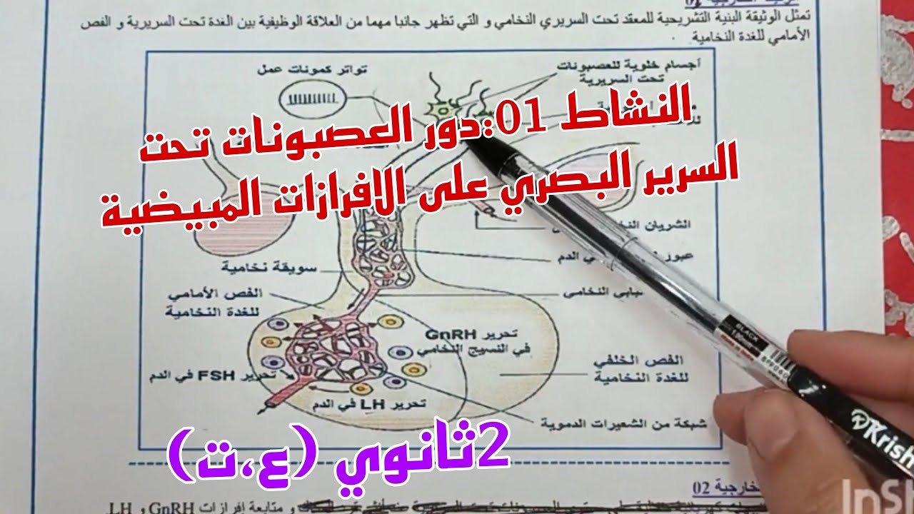 النشاط01:دور العصبونات تحت السرير البصري في الافرازات المبيضية