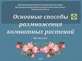 Мастер класс «Основные способы размножения комнатных растений»