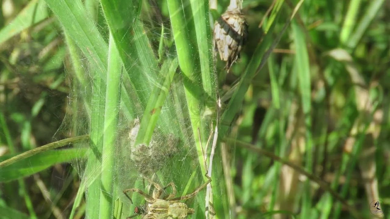 Araña nodriza (Pisaura mirabilis) defendiendo su guardería | Ría San Martín, Cantabria
