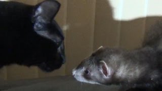 Ferret & Cat  First Meeting