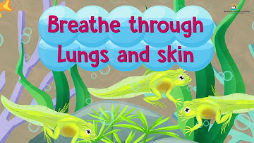 Animal Life Cycle I Science I Grade 4 Unit 2 Lesson 2 (Sindhi Version)