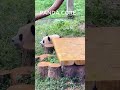 Panda Core 🐼 Too Cute To Handle #shorts #fyp #foryou #animalfacts