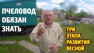 Этапы весеннего развития пчелиной семьи Выход пасеки с зимы после потравы