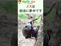 カブトムシの交尾【自然環境下】shorts版