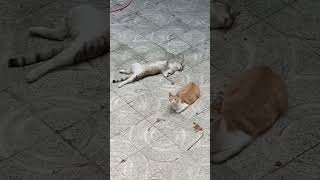 # گربه ها ی ساکن در خانه ما _ارامش در حضور دیگران_