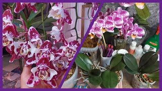 картинка: #44 Снимаю деток с 2х пеньков 🪴🌿 и с ЦН цветущей Гудзон🌺