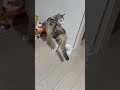 とにかく後ろが気になるアメちゃん #ねこのいる暮らし #ねこ動画 #ねこのいる生活