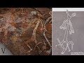 5 Old Cave Paintings That Were Discovered