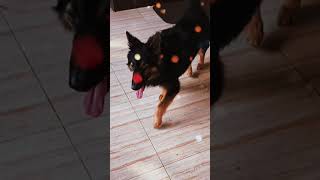 My German Sherpad Shaggy Is Big Now