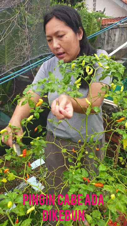 Pingin cengek tinggal ambil di kebun