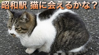 【癒し系配信】鶴見線の猫達に会えるかな？ライブin昭和駅 2024.6.1