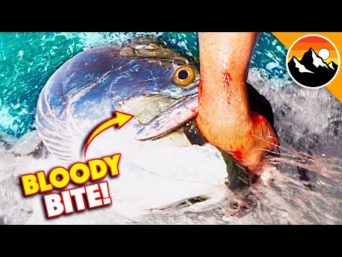 Eaten Alive by Giant Tarpon!