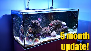 5 Month Update - Red Sea Reefer 350