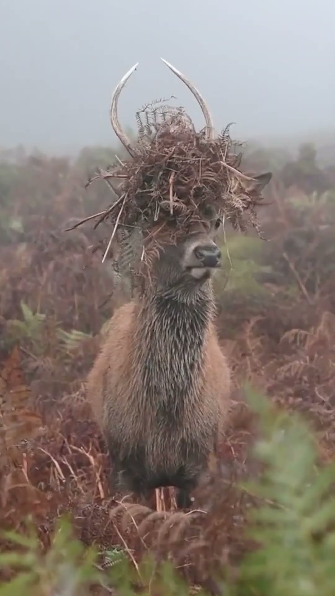 Camouflage for Deer