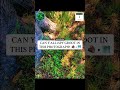 👾 @iSPYGROOT GAMES 🧩 • #mothernature #naturephotos #memesvideos #ispy #groot #iamgroot #freegames
