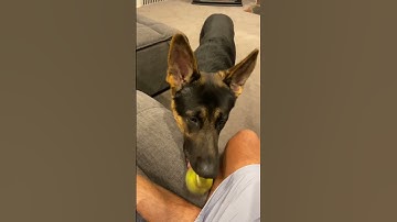 How to teach a dog fetch