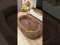 Die Katzen waren schockiert, als sie das sahen 😻🤯