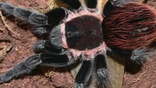 My top 5 tarantulas for beginners