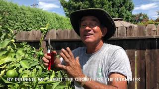 How to Prune a Lime Tree  Vargas Landscaping Presents