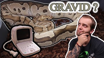 ULTRASOUNDING BALL PYTHONS AND BREEDING SEASON UPDATE!!!