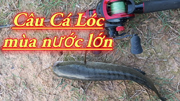 Câu Cá Lóc Mùa Nước Lớn Tập 2 | Quang Hưng Vlog