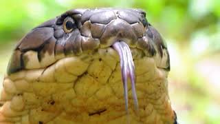 Why This Venomous Predator Hunts Its Own Kind