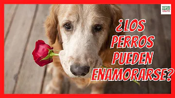 ¿Puede un perro enamorarse?