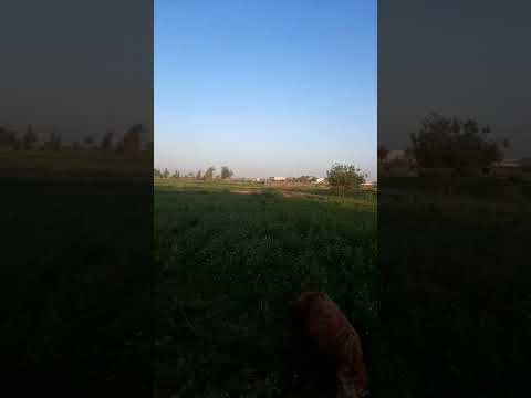 ارض للبيع بالبحيرة مركز ابو حمص