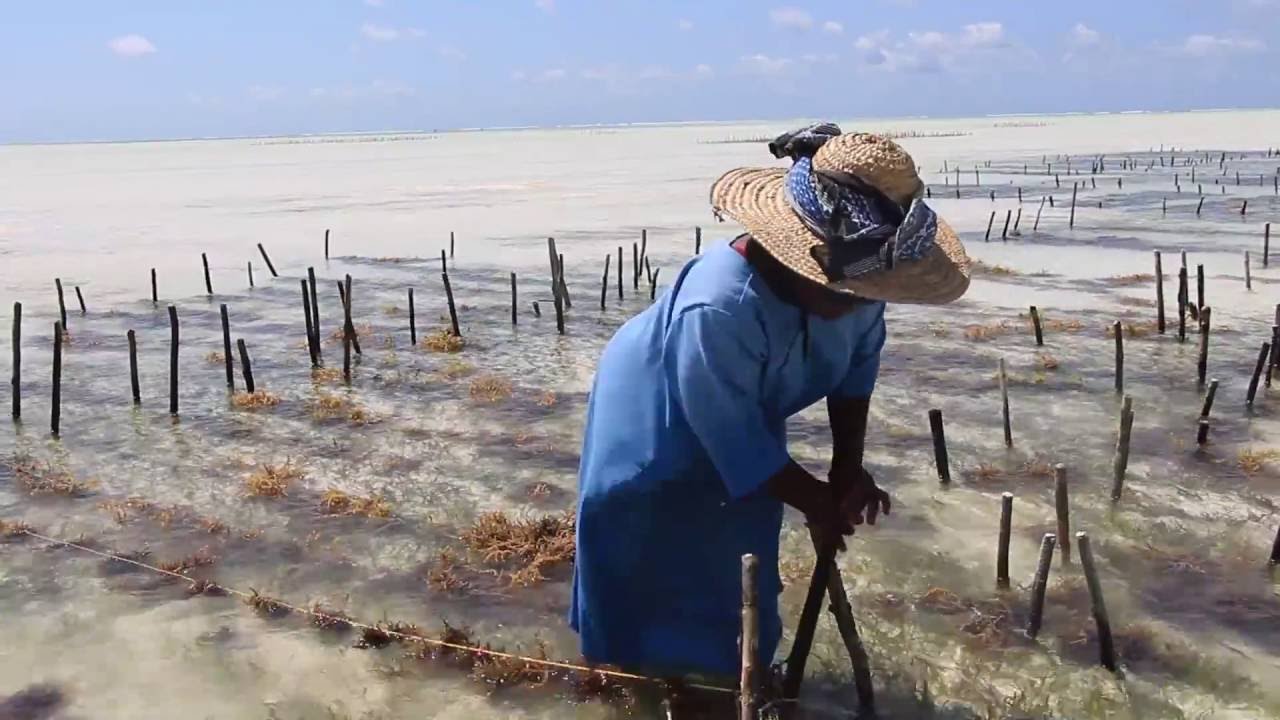 Zanzibar: Seaweed Center in Paje