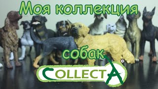 картинка: Collecta dogs/Собаки коллекта ОБЗОР