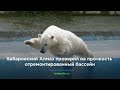 Медведь Алмаз в зоосаде Приамурский проверил на прочность новый бассейн