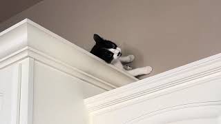 Dash on the Cupboard