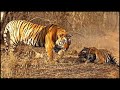 Tigers in africa two tigers sent to africa and kill a truckload of antelopes every day