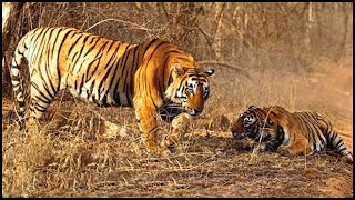 Tigers In Africa: Two Tigers Sent To Africa And Kill A Truckload Of Antelopes Every Day! screenshot 1