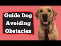 How A Guide Dog Avoids Over Hanging Obstacles