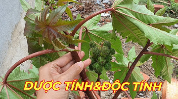 THẦU DẦU TÍA - CÔNG DỤNG TUYỆT VỜI VÀ LƯU Ý KHI SỬ DỤNG. Loài cây cực độc.