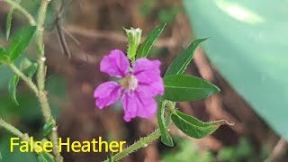 [Sri Lanka Wildflowers]열대식물false heatherMexican heatherCuphea hyssopifoliaMakandawa forest