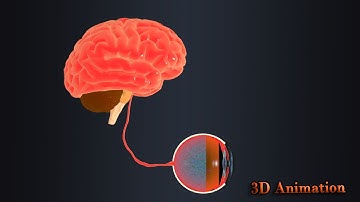 Retina of human Eye (3D Animation)