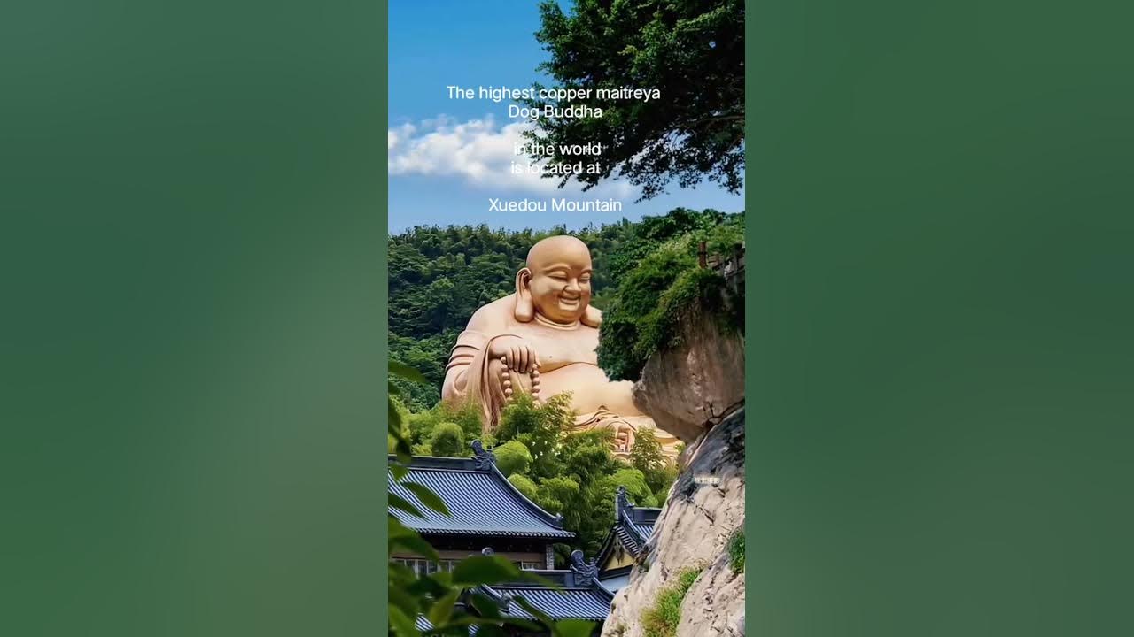 The highest Dog Buddah #shorts #buddha #buddhist