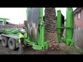 Arborco Palm Tree Transplanting