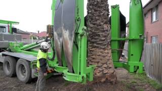 Arborco Palm Tree Transplanting