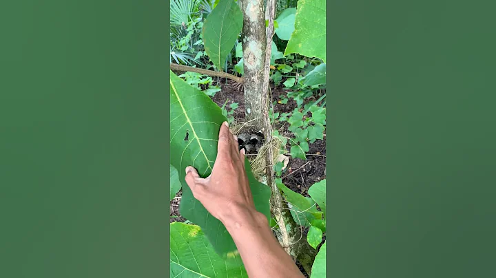 what kind of bird's nest is this? #beutybirds #birds #nest #nature #naturesvoice #animals #shorts