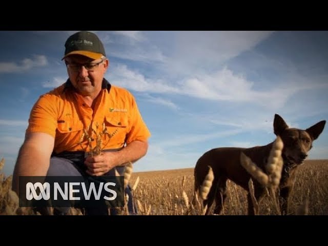 Grain farmers harvest crops despite the drought | ABC News Grain farmers harvest crops despite the drought | ABC News