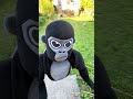 Jimmy found something! #gorillatag #gorillatagquest #gtag #jimmy #irl # shorts #shorts