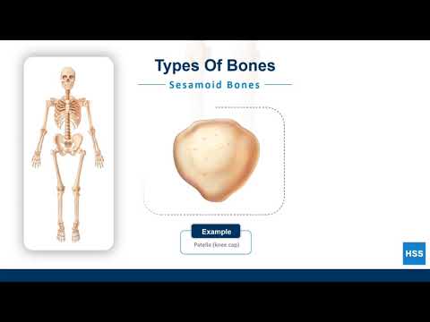 The Human Body: Bones - YouTube
