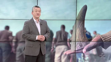 Para que serve o marfim rinoceronte?